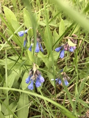 Mertensia oblongifolia