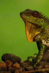 Calotes nemoricola