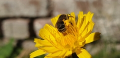 Lasioglossum leucozonium