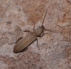 Oxacis pallida