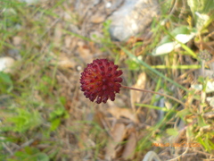 Gaillardia mexicana