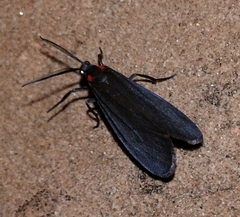 Lycomorpha splendens