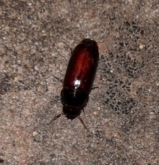 Pseudomorpha