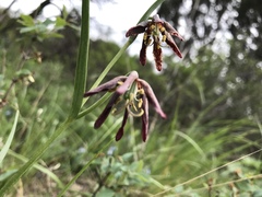 Fritillaria atropurpurea