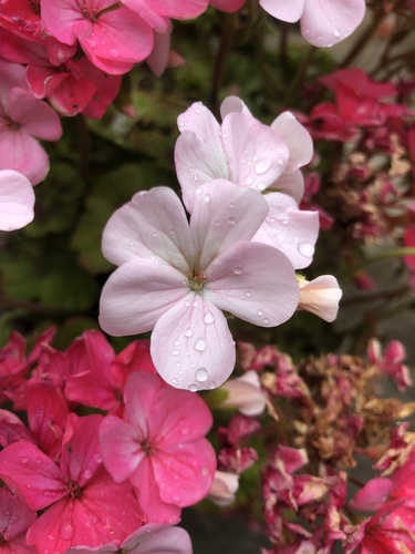 Pelargonium × hybridum