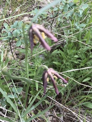 Fritillaria atropurpurea