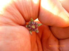 Gaillardia mexicana