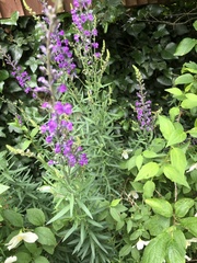 Linaria purpurea