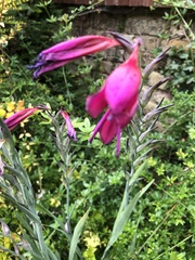 Gladiolus communis byzantinus