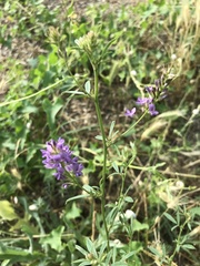 Medicago lessingii