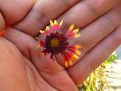 Gaillardia mexicana