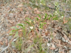 Acacia hispidula