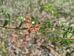 Acacia hispidula