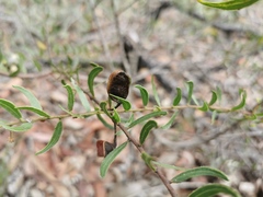 Acacia hispidula