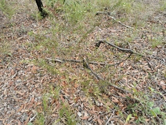 Acacia hispidula
