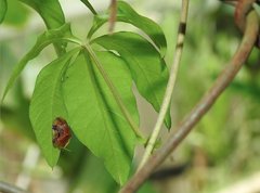 Laccoptera nepalensis