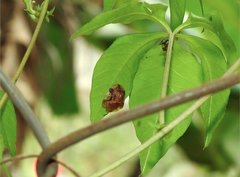 Laccoptera nepalensis