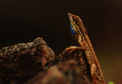 Sitana ponticeriana