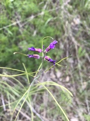 Boechera divaricarpa