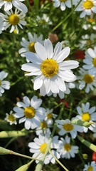 Matricaria