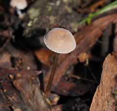 Mycena mijoi