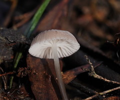 Mycena mijoi