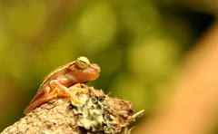 Rhacophorus lateralis