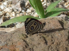 Catagramma hystaspes