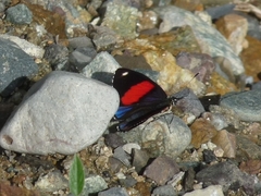 Catagramma hystaspes