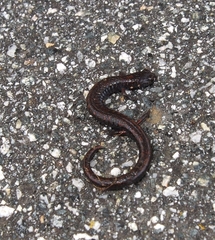 Batrachoseps gavilanensis