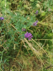 Medicago sativa