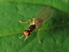 Chamaepsila