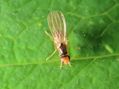 Chamaepsila
