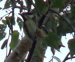 Parus major