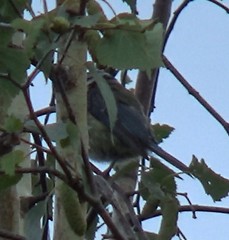 Cyanistes caeruleus