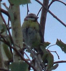 Cyanistes caeruleus
