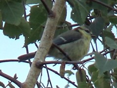 Cyanistes caeruleus