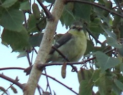 Cyanistes caeruleus