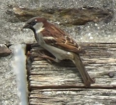 Passer domesticus
