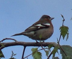 Fringilla coelebs