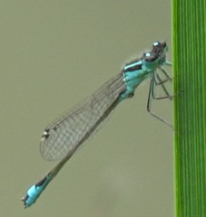 Ischnura elegans