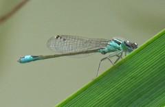 Ischnura elegans