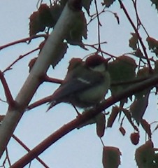 Parus major