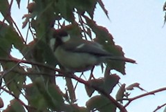 Parus major