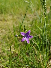 Campanula patula
