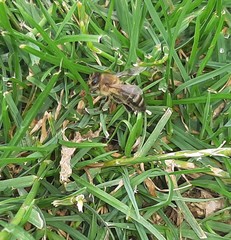 Apis mellifera