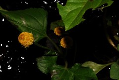 Acmella oleracea image