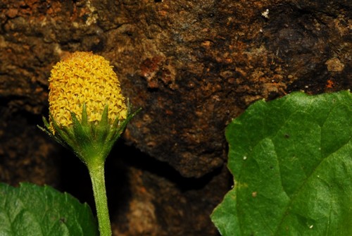 Acmella oleracea image