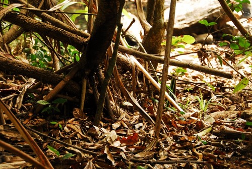 Pandanus mayotteensis image