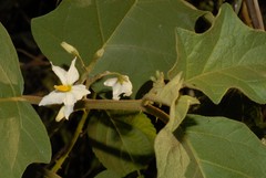 Solanum torvum
